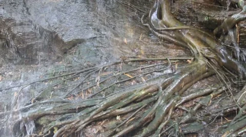 Nature composition.5 Stock Footage 48954898