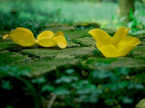 Nature concept object Fotos de archivo