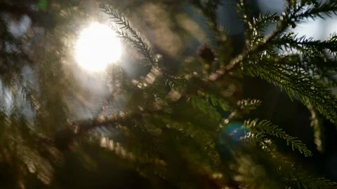 Nature of coniferous forest, branch of pine or juniper against sun, ecological Stock Footage 171069714