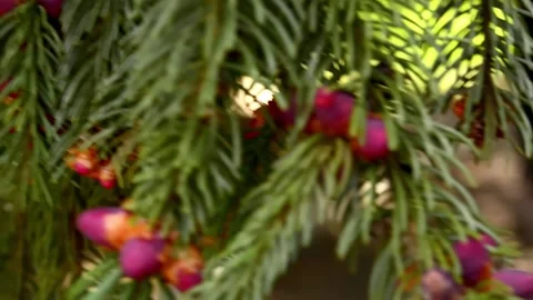 Nature of coniferous forest, branch of pine or juniper against sun, ecological r Stock Footage 187102176