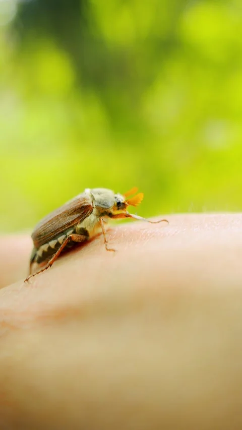 Nature Connection and insect interaction, close-up of a May Bug Beetle Crawling Vidéo 336321630