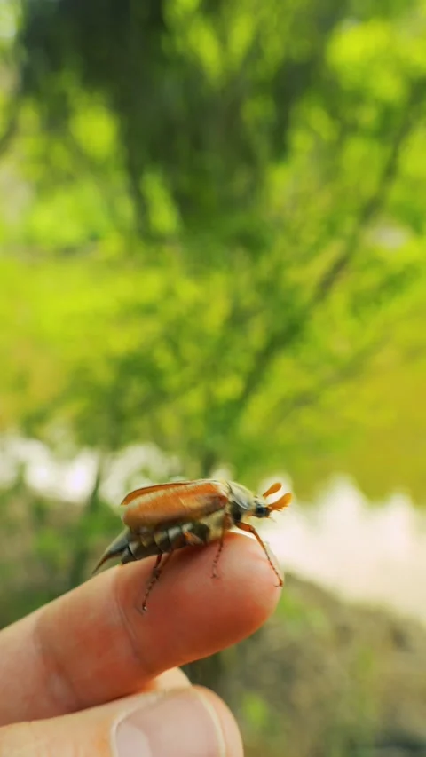 Nature Connection and insect study 库存影片 336321633