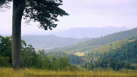 Nature conservation and environmental protection concept Stock Footage 337239383