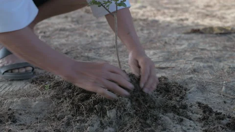 Nature conservation concept of 4k Resolution. The hand of an old woman planti Video stock 158059791