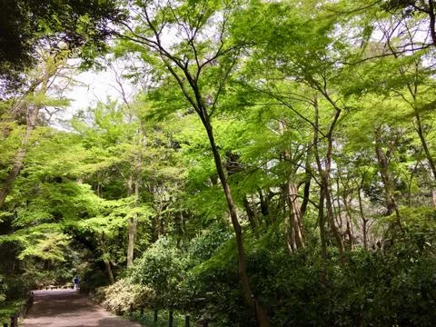 Nature Conversatory in Japan 3 Stock Photos
