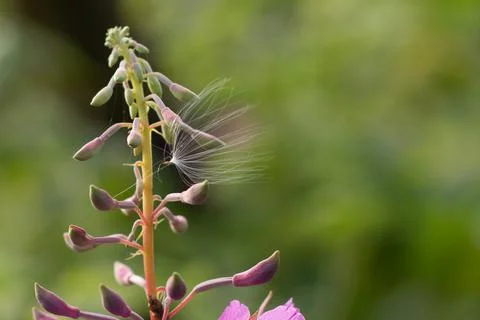 Nature with copy space using as background for design. 写真素材