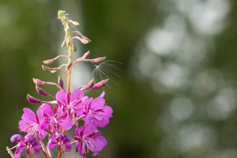 Nature with copy space using as background for design. Foto stock