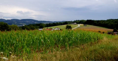 Nature Cornfield and wind on the countryside 6k V10080 Stock Footage 247379048