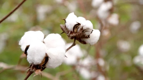 Nature || COTTON 01 Video stock 91845330