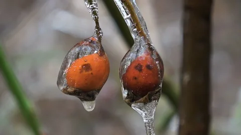 Nature covered by ice and cryogenate Stock-Footage 101852372