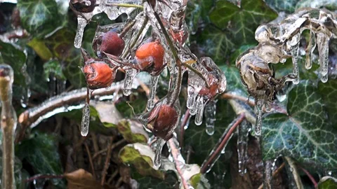 Nature covered by ice and cryogenate Stock Footage 101852736