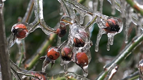 Nature covered by ice and cryogenate Stock-Footage 101852805