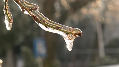 Nature covered by ice and cryogenate Stock Footage 101853063