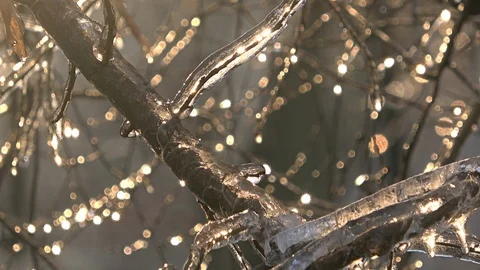 Nature covered by ice and cryogenate Stock Footage 101855586