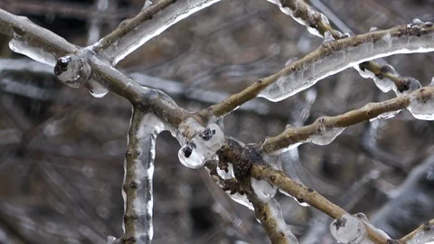 Nature covered by ice and cryogenate Stock-Footage 101861958