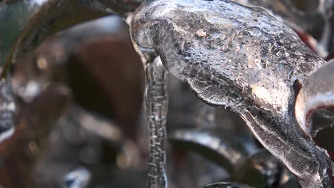 Nature covered by ice and cryogenate Stock Footage 101862212