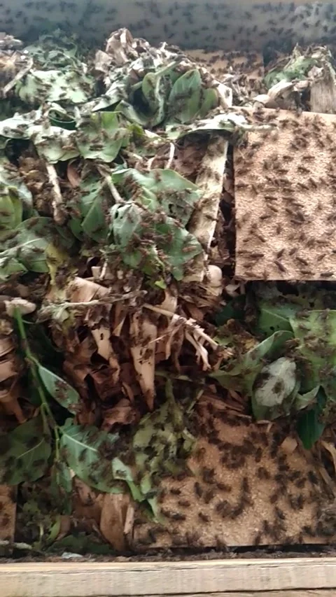 Nature crickets Stock Footage 224492689