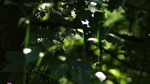 Nature in daylight shadow 4k 30fps video Stock-Footage 311482859