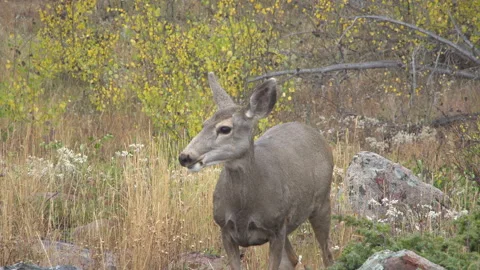 Nature Deer eating Stock Footage 237881692