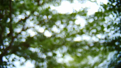 Nature defocused background, blurred bokeh of green tree Stock Footage 89767278