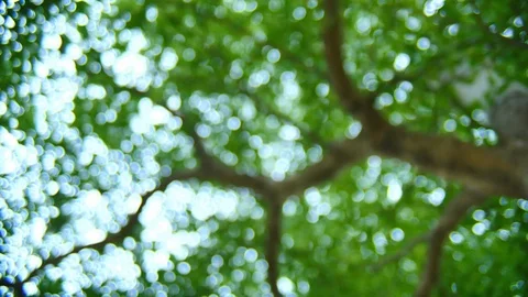 Nature defocused background, blurred green bokeh under tree shade Stock Footage 89767804