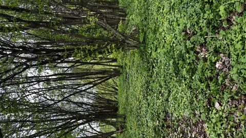 Nature, dense forest by the lake, green forest, beautiful forest Stock Footage 248524019