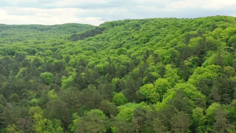 Nature. Densely planted forest with coniferous and deciduous trees. hilly Video stock 220853050