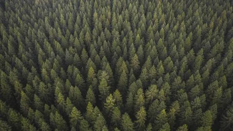 Nature desktop wallpaper, pine forest background Stock Photos