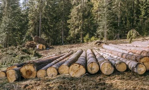 Nature destruction.Logging Stock Photos