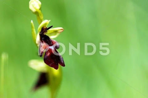 Nature detail - fly orchid Stock Photos