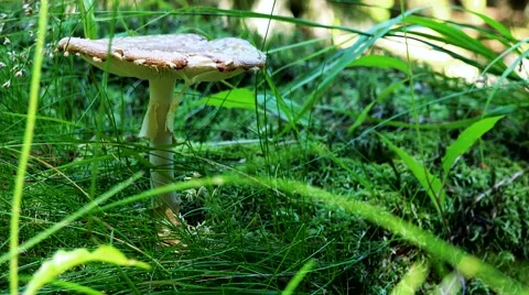 Nature - detail of fungus in the grass Stock Footage