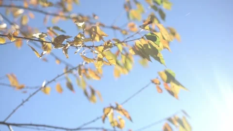 Nature Details Footage Stock Footage