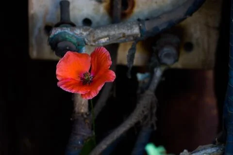 Nature does not give up looking at man's affairs. Stock-Fotos