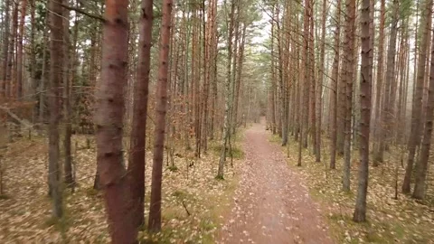 Nature drone shot over tree-lined path Stock Footage 321423197
