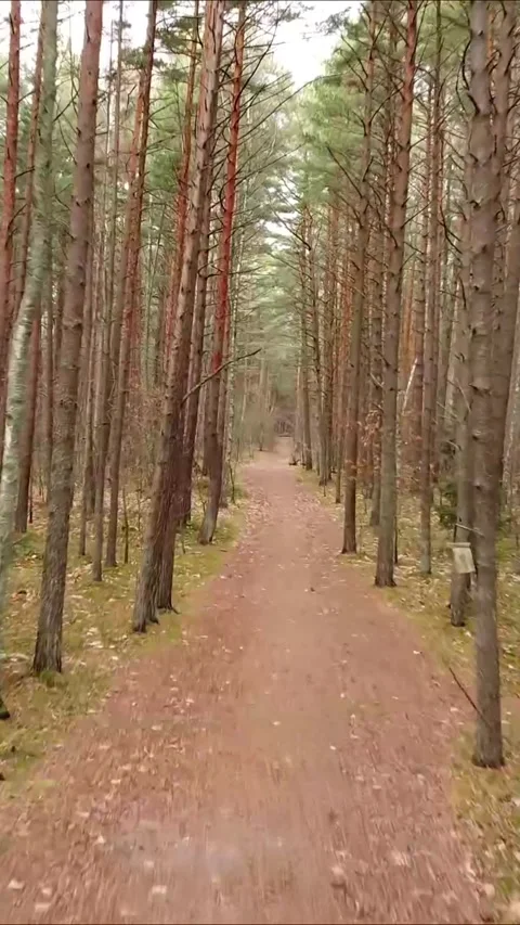 Nature drone shot over tree-lined path, Vertical 9:16. Stock Footage 322022002