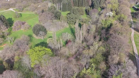 Nature Drone Video Showing Pine Forest And Open Meadow From Above Today Stock Footage 334803165