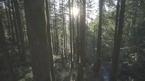 Nature during Sunset Video stock 154326940