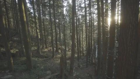 Nature during Sunset Video stock 154327433