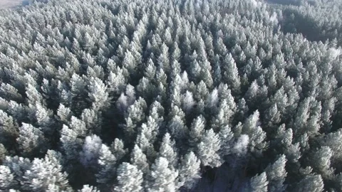 Nature ecology concept. Winter time, coziness, enjoying sunrise. Stock Footage 150208650