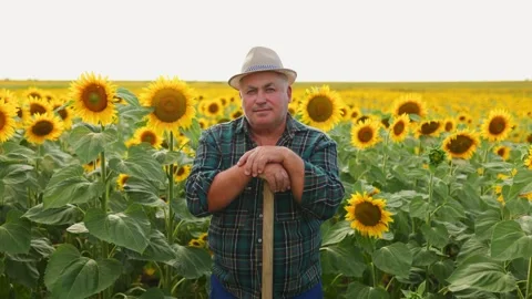 Nature Elegance Aged Farmer looking at camera Serene Sunflower Portrait Stock Footage 271231725