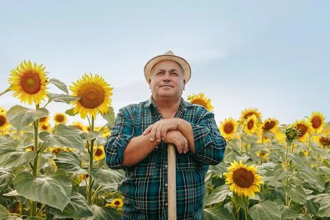 Nature Elegance Aged Farmer looking at camera Serene Sunflower Portrait Stock Photos
