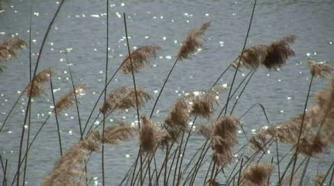 Nature elements Stock Footage 349609