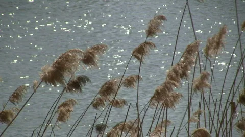 Nature elements Stock Footage 349713