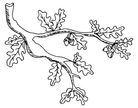 Nature elements vector set in doodle style. Floral, ornate, decorative Stock Illustration