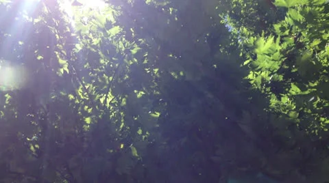 Nature environment 10 Stock Footage 24728882