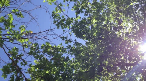 Nature environment 7 Stock Footage 24728802