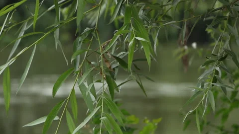 Nature. Environment background Stock Footage 111954614