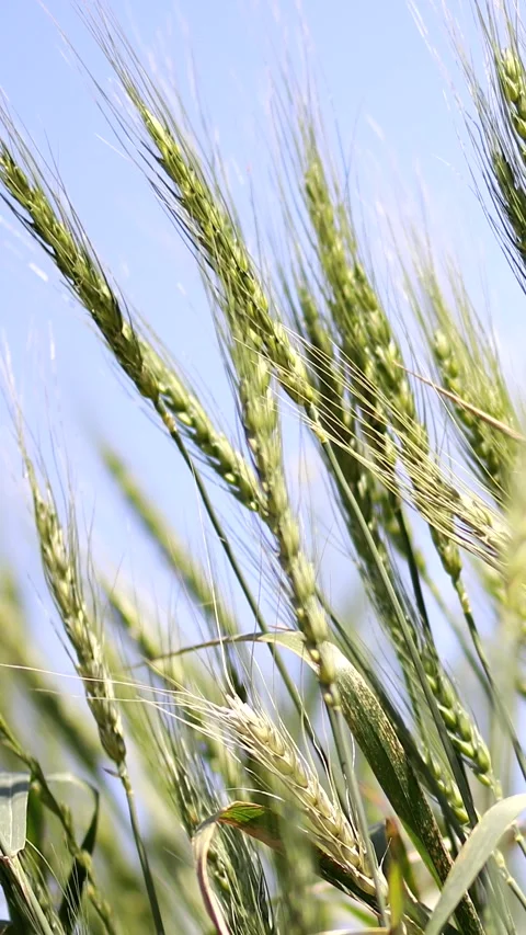 Nature Environment Dark huge cloud sky black stormy Stock Footage 302354304