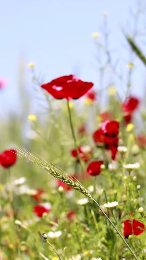 Nature Environment Dark huge cloud sky black stormy Video stock 302354305