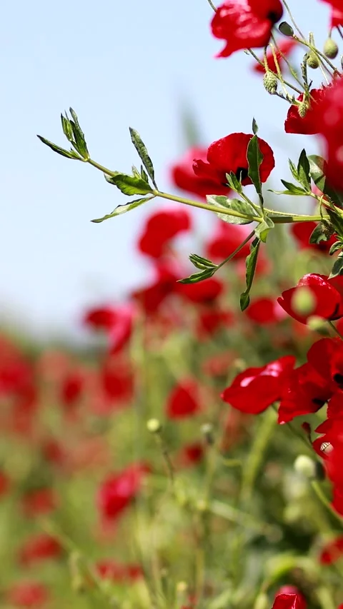 Nature Environment Dark huge cloud sky black stormy Stock Footage 302354307